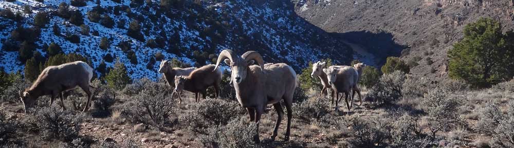 Rio Grande del Norte Coalition