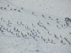 Elk Herd 1