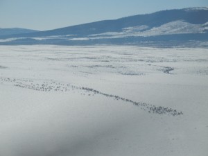 Elk Herd 2