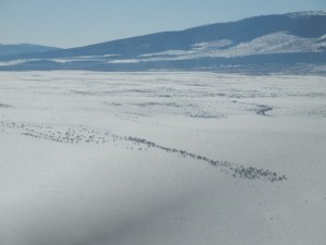 Elk Herd 2